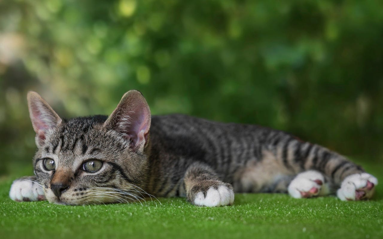 Lazy cat - Chrome Web Store