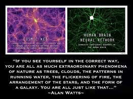 Ecological - "The total number of neurons in the human brain falls ...