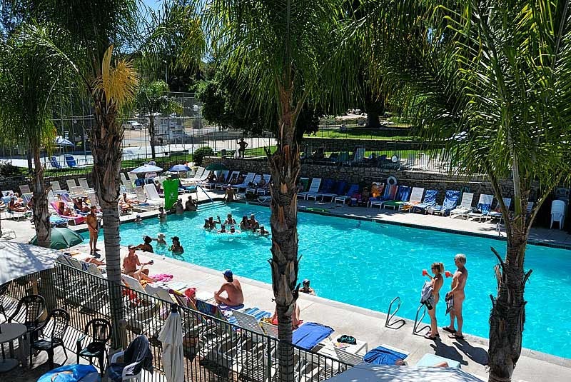 Wide view of a busy pool area at Glen Eden Sun Club with nude members relaxing on lounge chairs, swimming, and socializing beneath tall palm trees on a sunny day.
