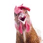 The Fed Up Chickens's avatar