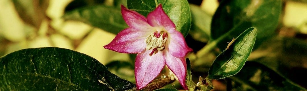 a pink flower is blooming on a green plant a pink flower is blooming on a green plant
