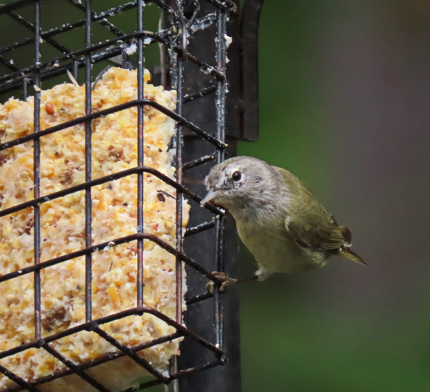 Drab colored bird on a feeder Drab colored bird on a feeder