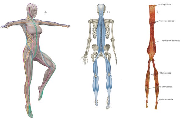 Our Three Rotational Muscle Systems Our Three Rotational Muscle Systems
