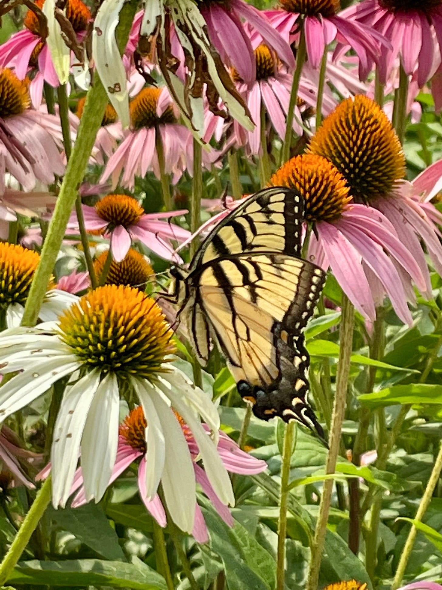 Eastern swallowtail butterfly on white and pink echinacea