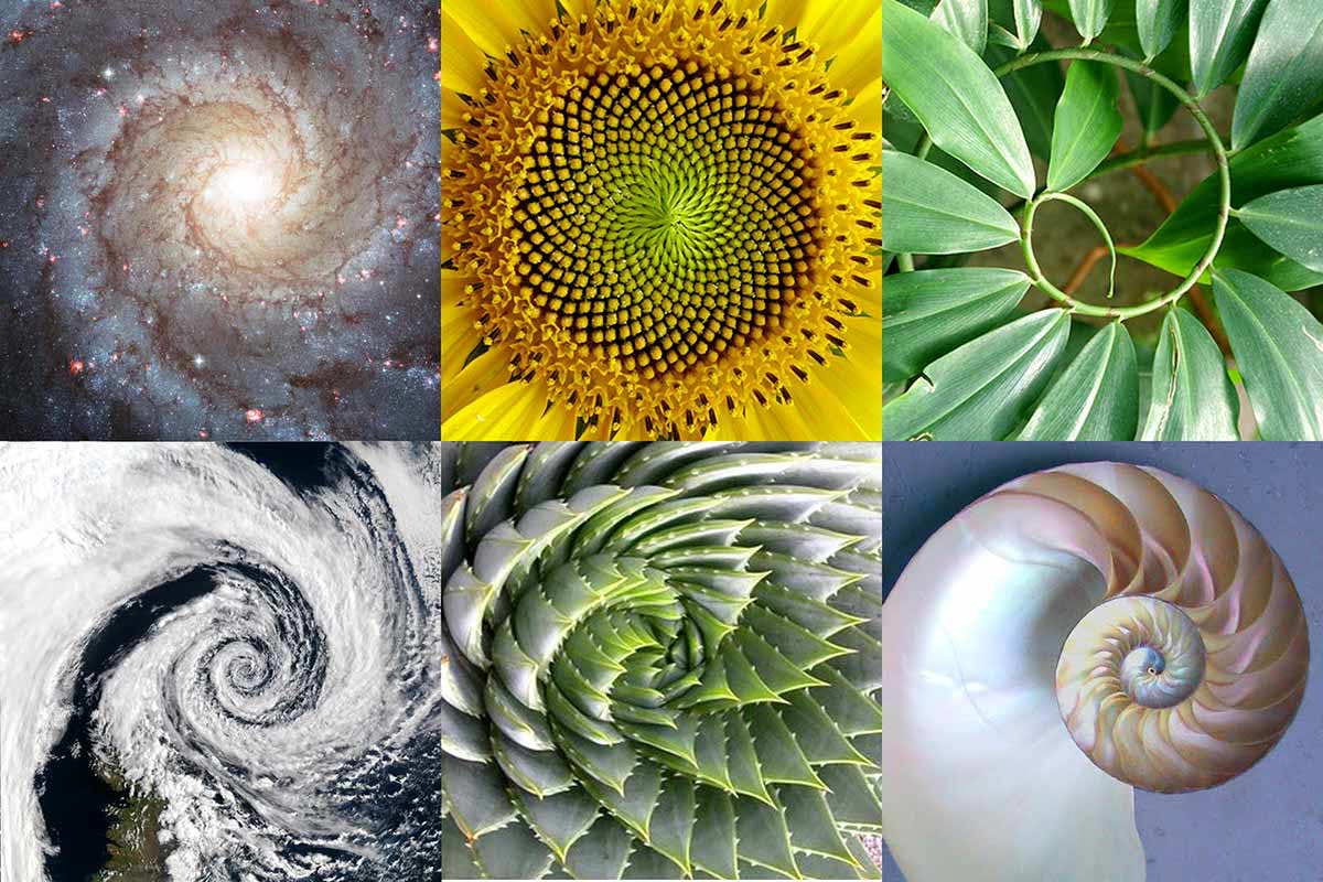 What Is the Golden Ratio and How Does it Apply to Art? | TheCollector