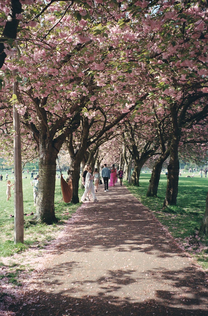 Image 1: A film photo of The Meadows in Edinburgh, with cherry blossom trees in full bloom. / Image 2: A film photo from the Botanic Gardens, showing white and purple crocuses blooming on the grass.