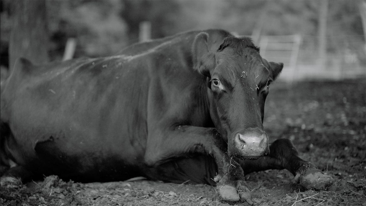 Gunda | Viennale