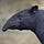 Tapir Tuesday