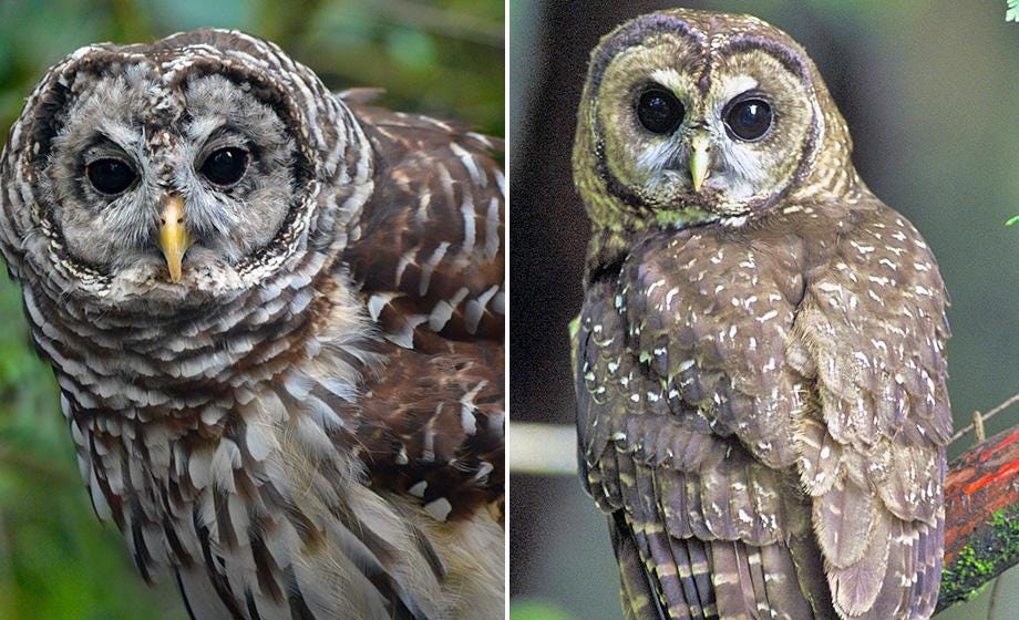 Spotted owls vs. barred owls: Clark ethicist helps guide ... Spotted owls vs. barred owls: Clark ethicist helps guide ...