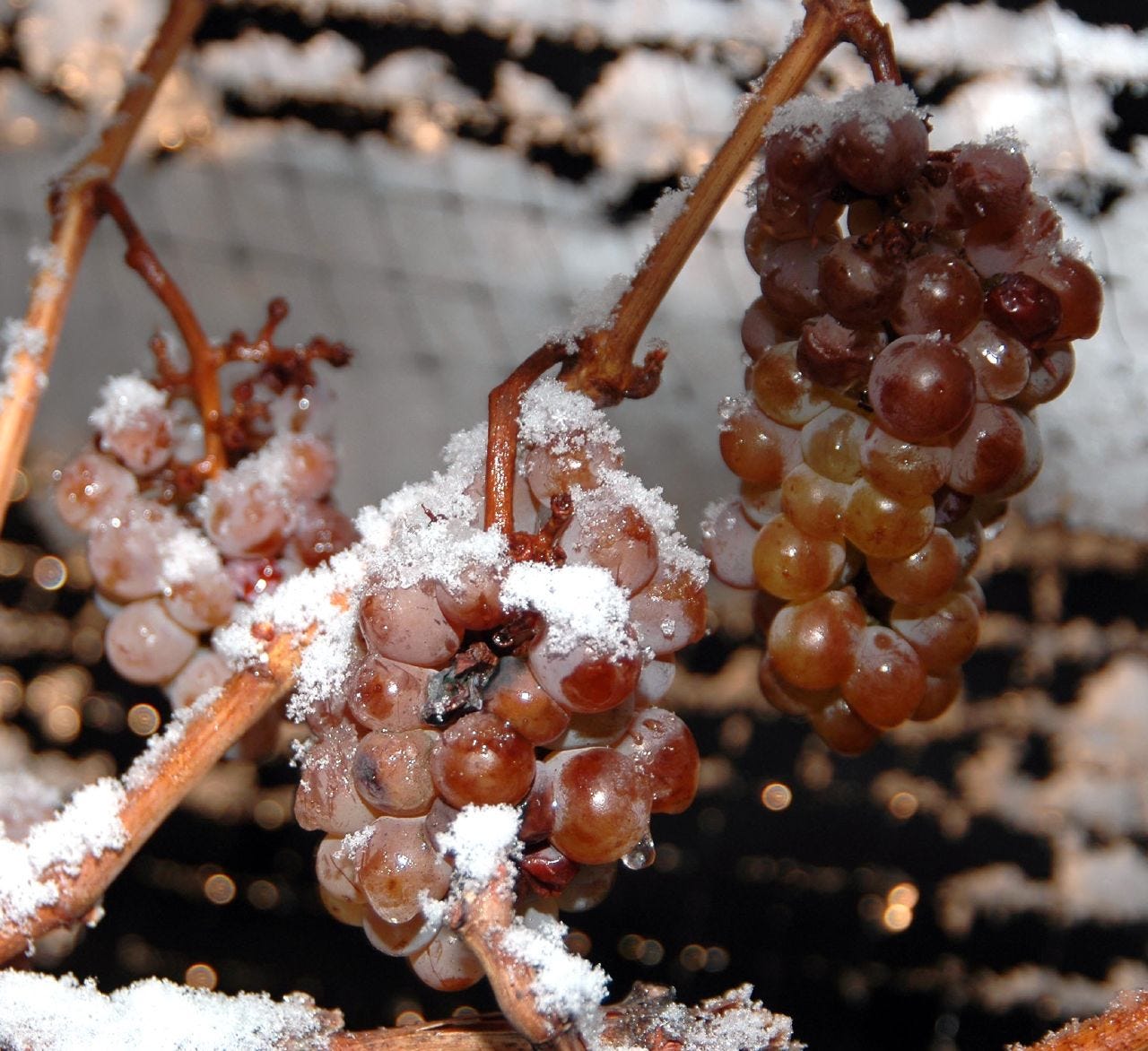 File:Ice wine grapes.jpg - Wikimedia Commons