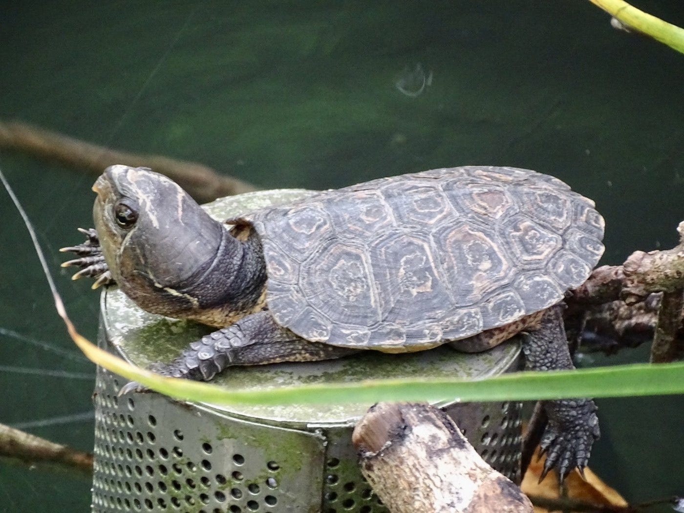 野外で見つかったオオアタマガメ