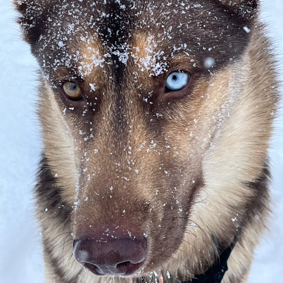 Robin \ud83c\udde8\ud83c\udde6