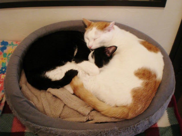 Nyafe Melange Cat Cafe Ebisu Nyafe Melange Cat Cafe Ebisu