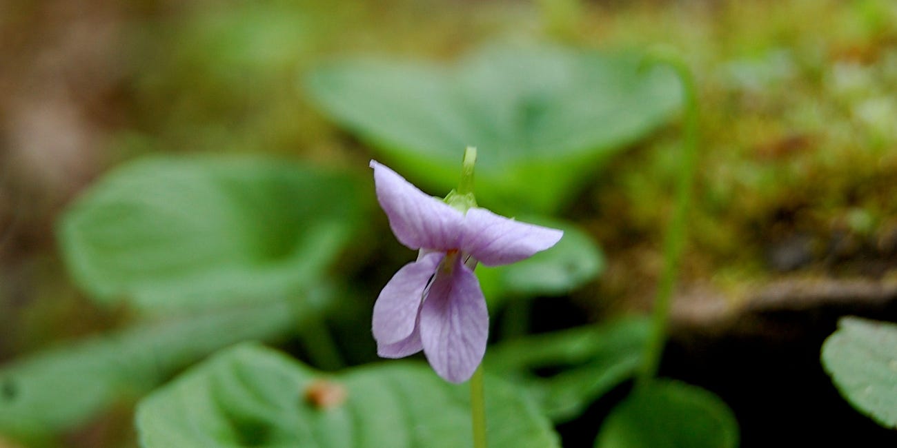 How I called Violets into my Yard