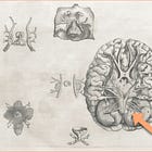 De polyvagaaltheorie: huidige stand van zaken, klinische toepassingen en toekomstige mogelijkheden (3)