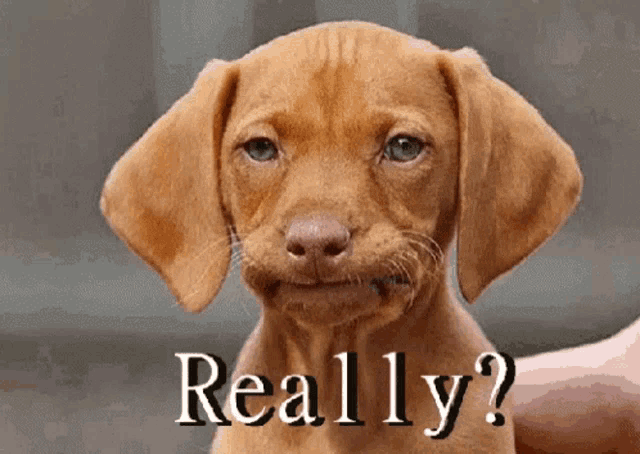 A puppy shaking his head, captioned "Really?"