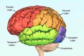 Frontal Lobe: Functions, Disorders, and ...
