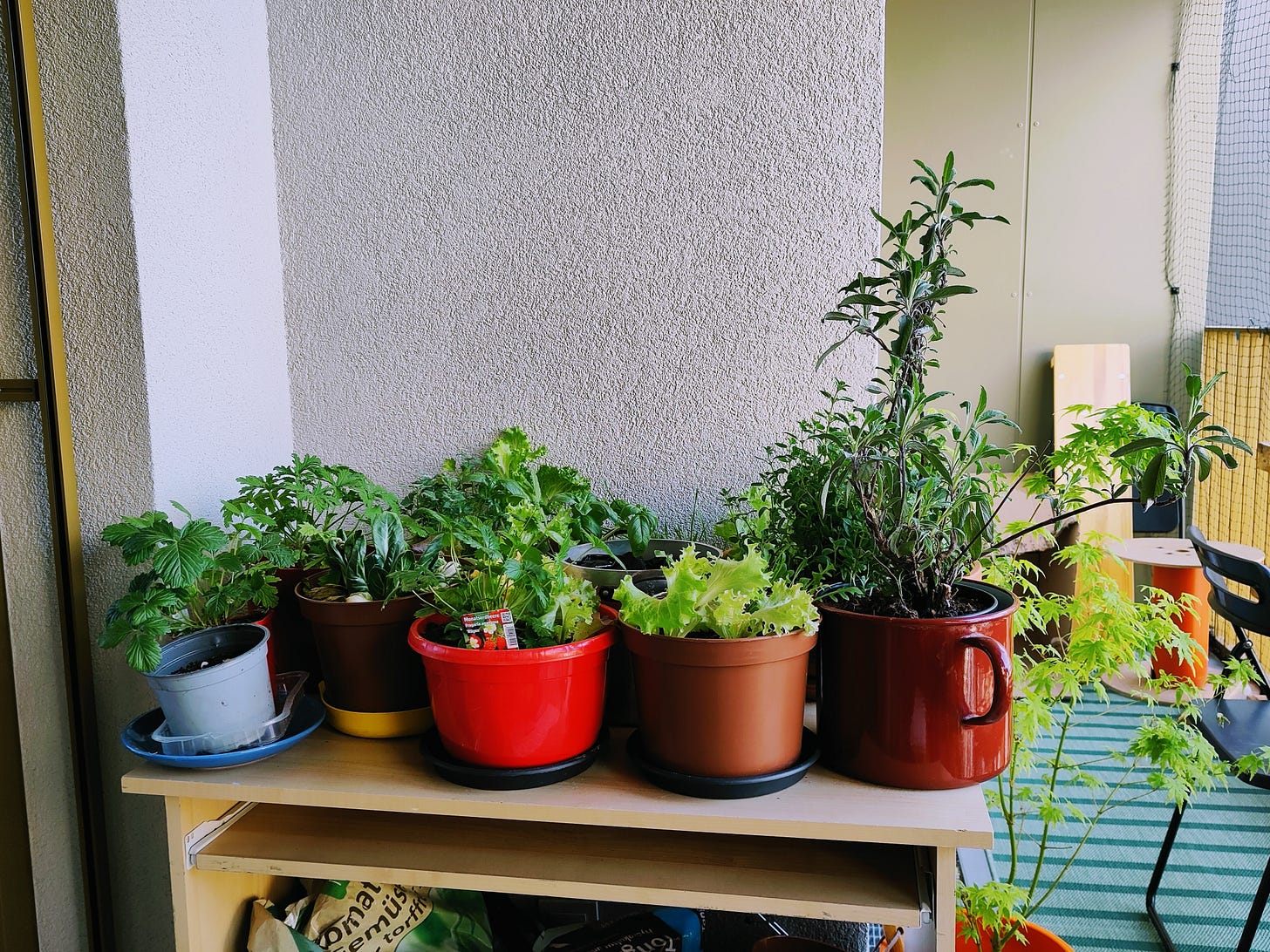 The photograph shows the balcony of the author and a bunch of pots with herbs, salad, and strawberries on a table.