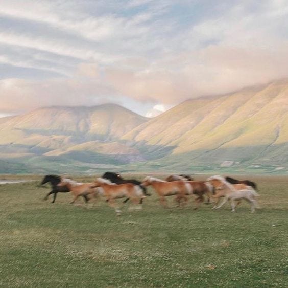 This may contain: several horses running in a field with mountains in the backgrouds and clouds in the sky