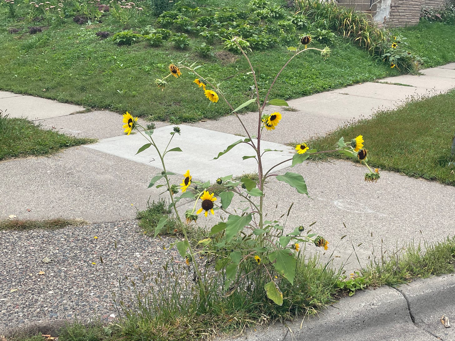 Several sunflowers grow tall from a crack in the cement.