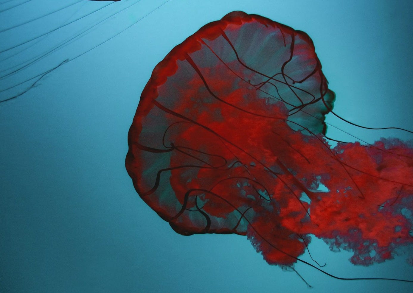 red and white heart shaped illustration