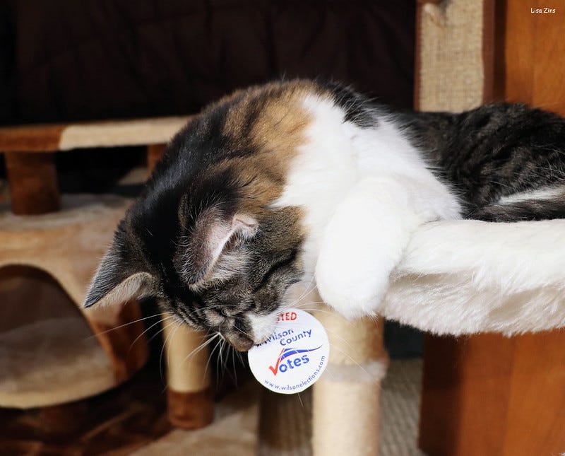 grey, tan, and white cat lying on top platform of a cat tree, leaning partly over the side while playing with an 'I voted' sticker
