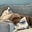 K Springstead's avatar
