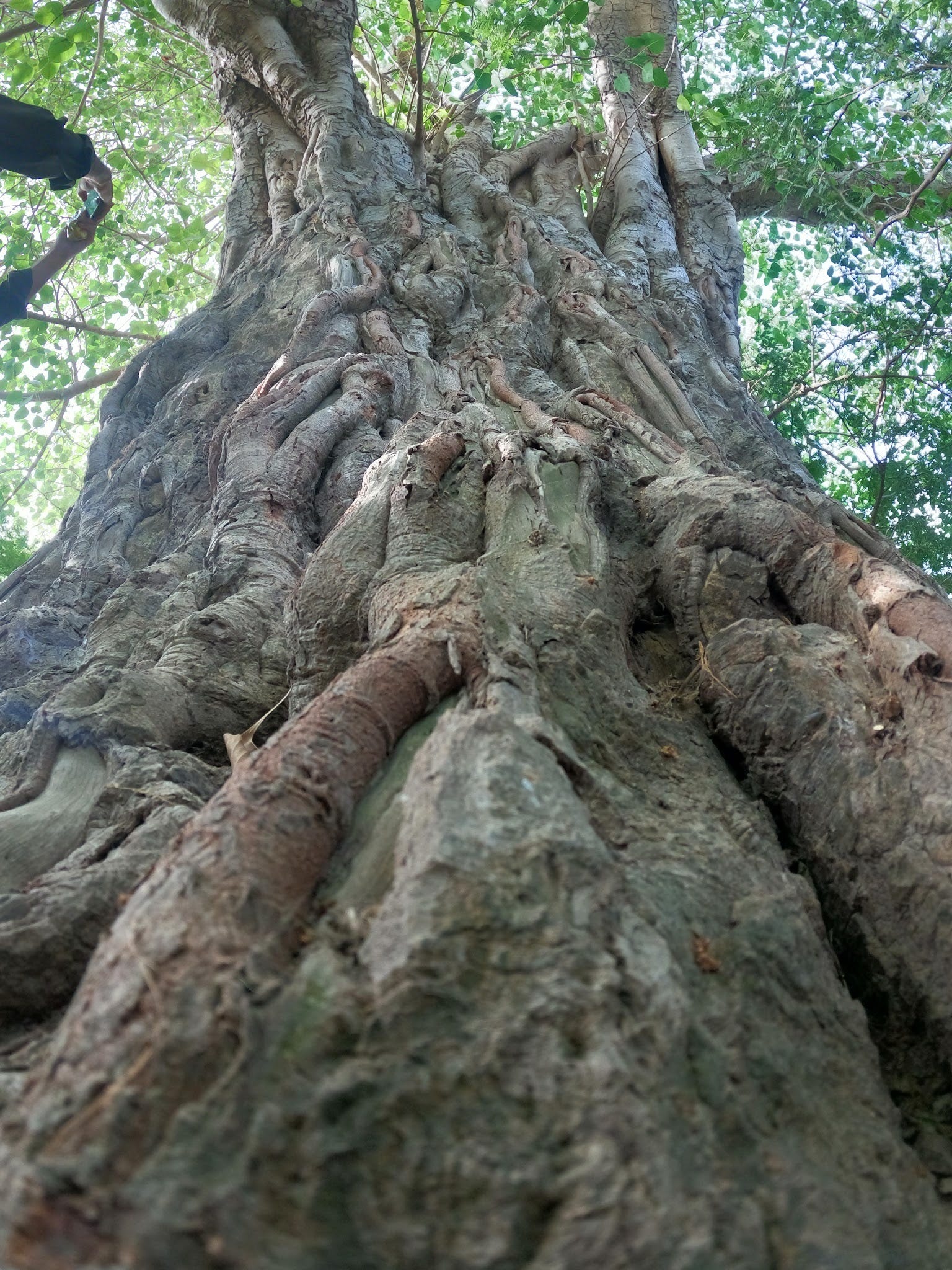 How Spirits Protect The Trees Across South Asia