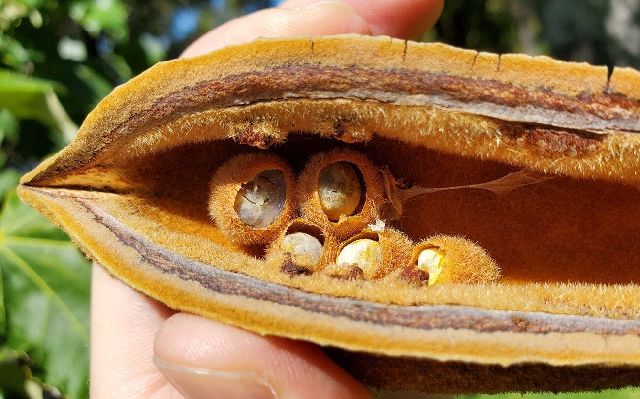 Brachychiton paradoxus [seeds - King's Park, Perth] 20230228_105354 sml.jpg