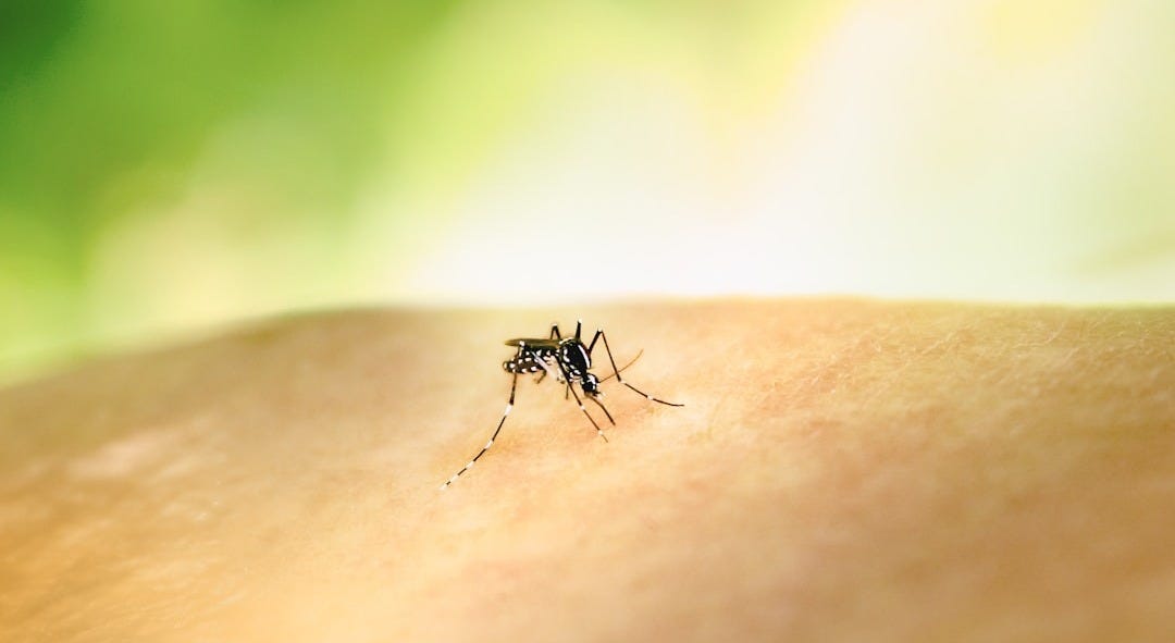 a mosquito crawling on the skin of someone's arm