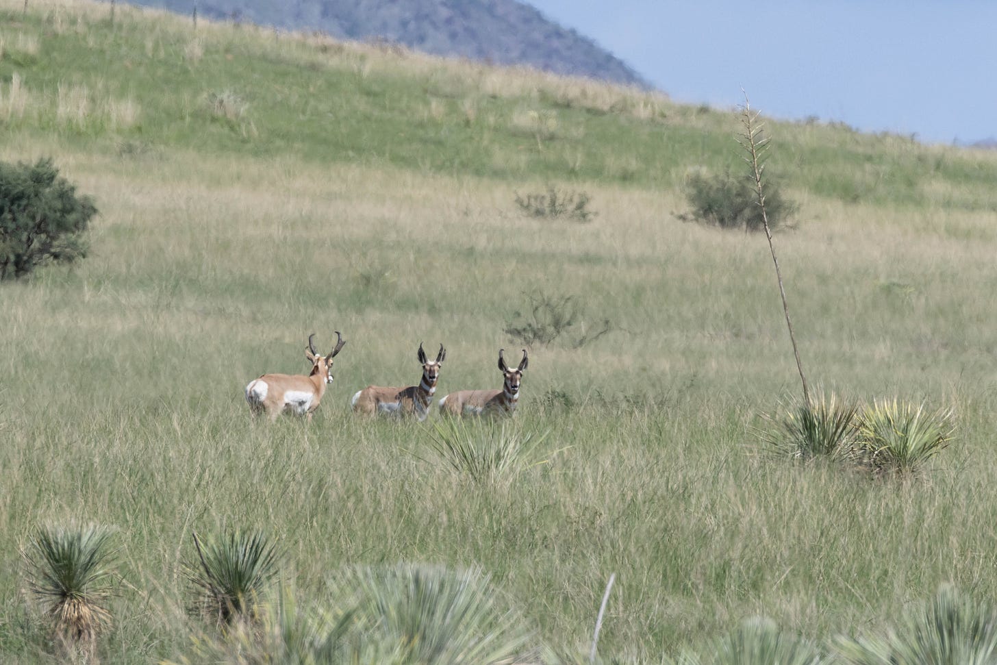 three pronghorns stand in a grassland in hte distance, one looking away and two looking toward the viewer. the grassland is sparsely studded with a bush and agaves, which look like the tops of pineapples. a mountain peeks over the top of the hill. the pronghorns have similar profiles to deer with antlers about as long as their ears, striped black-and-white collars, and a face somewhat like a giraffe's. three pronghorns stand in a grassland in hte distance, one looking away and two looking toward the viewer. the grassland is sparsely studded with a bush and agaves, which look like the tops of pineapples. a mountain peeks over the top of the hill. the pronghorns have similar profiles to deer with antlers about as long as their ears, striped black-and-white collars, and a face somewhat like a giraffe's.