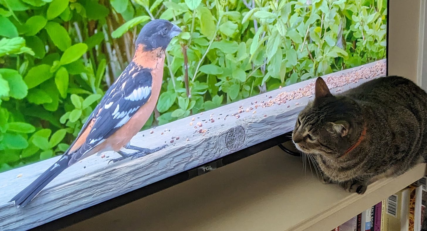 Earl a gray tabby watching bird videos on tv
