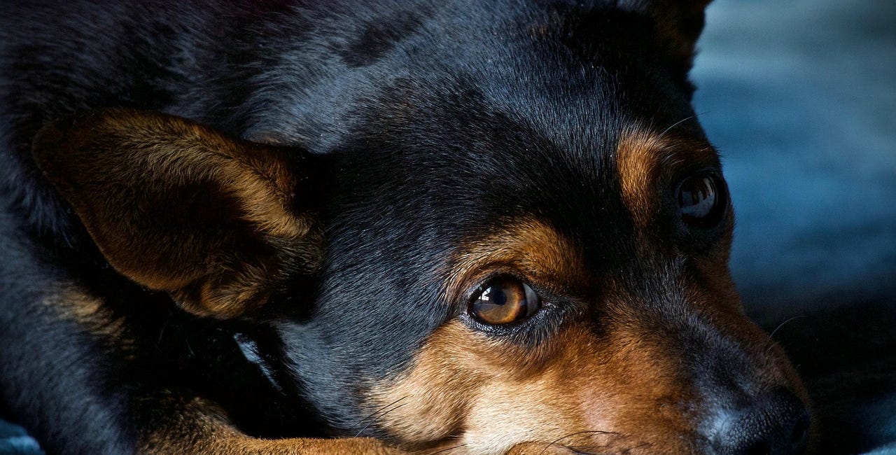Inside Salisbury: Dog owners given stern warning by Wiltshire Council