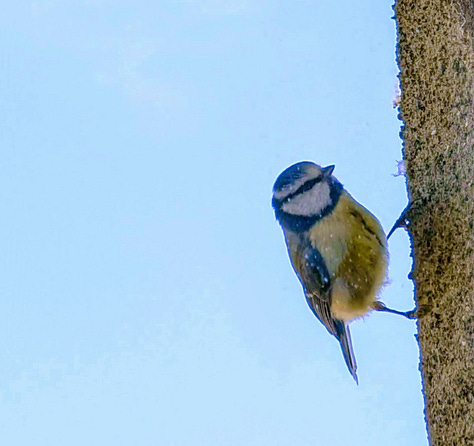 Spring flowers and two visitors - a bluetit at the window and a hedgehog in the garden