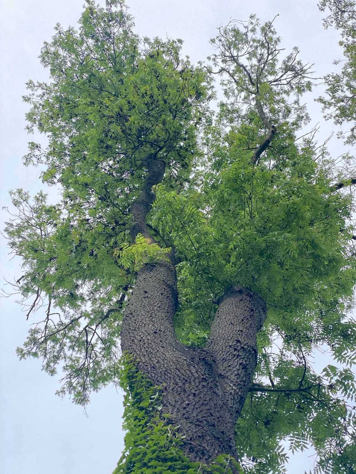 Crown of a large Ash tree with green foliage in front of a milky blue sky