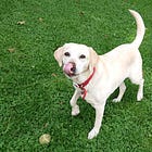 Tox Report 76. Jessie
