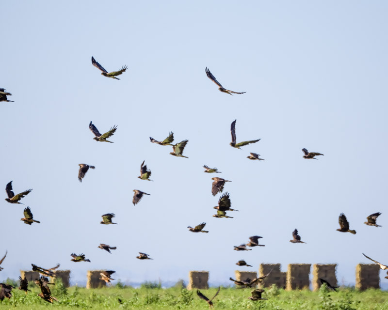 20250801-Manville-187-Edit.jpg 20250801-Manville-187-Edit.jpg