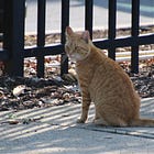 Chris Christie Closes All Lanes To His 2024 Presidential Bid