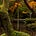 warbling treefrog's avatar