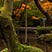 warbling treefrog's avatar