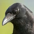 Random_Crow's avatar