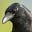 Random_Crow's avatar