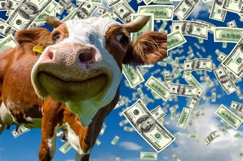 Cash Cow Contest $30,000 Winner Announced Cash Cow Contest $30,000 Winner Announced