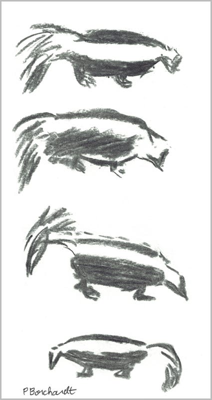 Primrose the Striped Skunk, page 4 (charcoal)