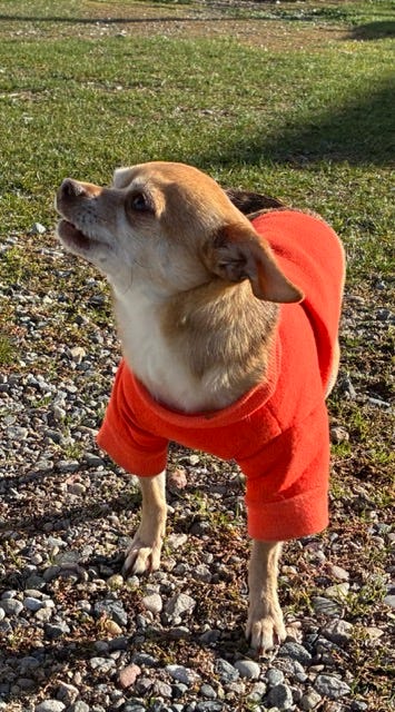 Nacho ready for work