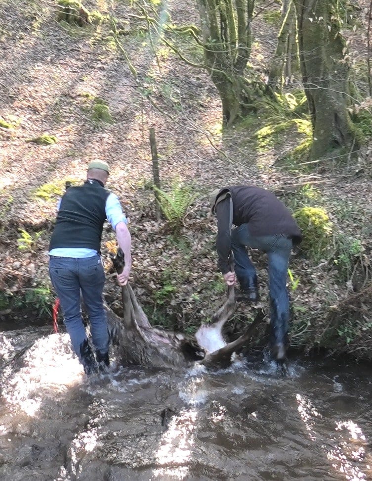 The killers drag the stag's dead body out of the river. Photo by North Dorset Hunt Sabs The killers drag the stag's dead body out of the river. Photo by North Dorset Hunt Sabs