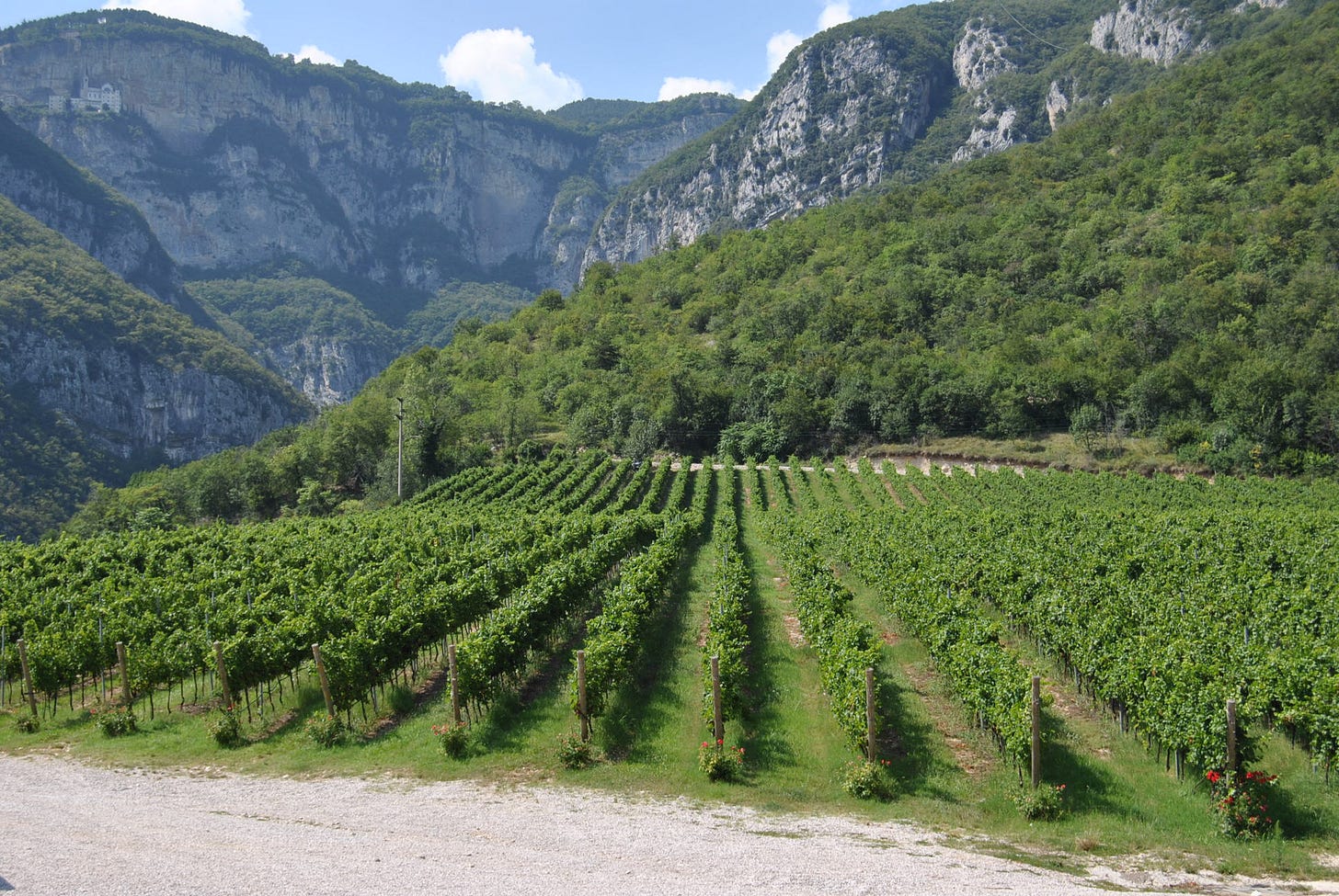 File:Valdadige vineyards in the Trentino-Alto AdigeSüdtirol.jpg - Wikimedia Commons File:Valdadige vineyards in the Trentino-Alto AdigeSüdtirol.jpg - Wikimedia Commons