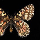 Moths & Butterflies: Week 2 🦋