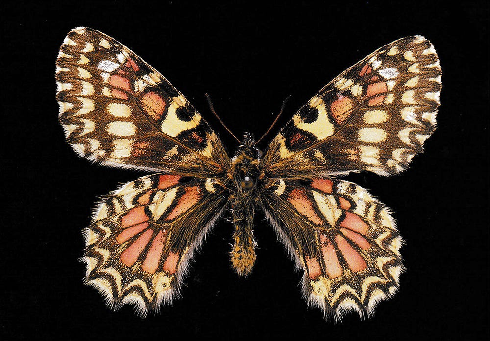 butterfly