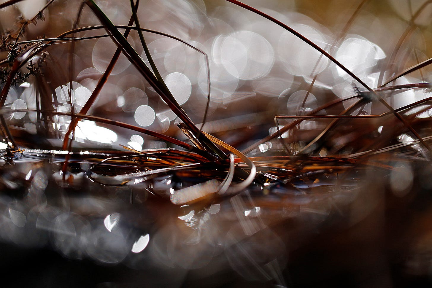 The binding threads of reddish brown sedge amid a wet flush